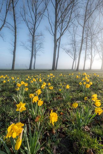 Narcissen bij bomen 01