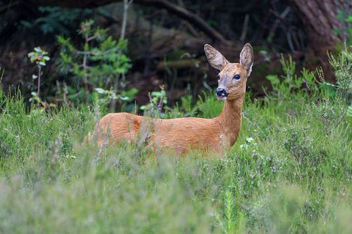 Ree im Wald