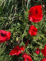 Poppy