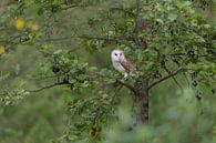 Barn owl. by Larissa Rand thumbnail