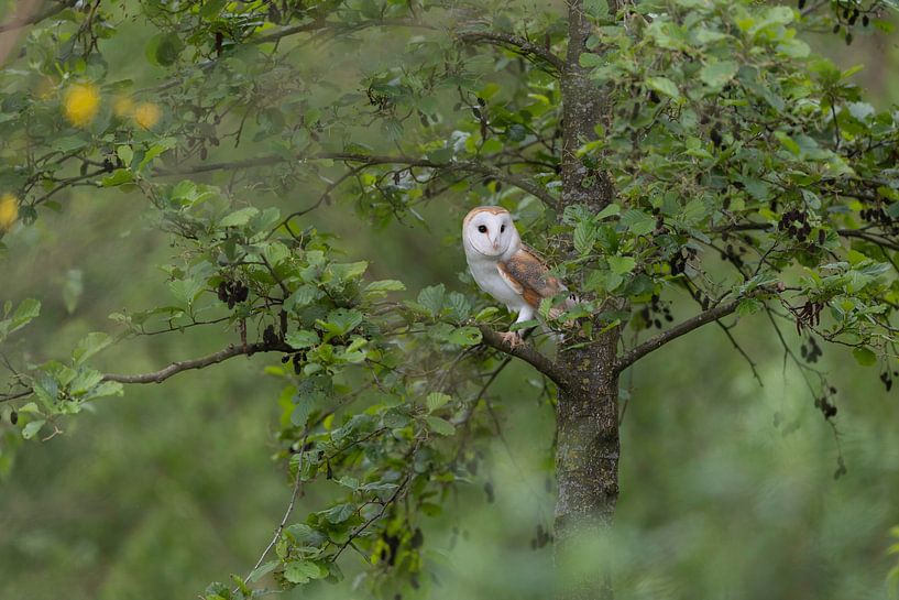 Barn owl. by Larissa Rand