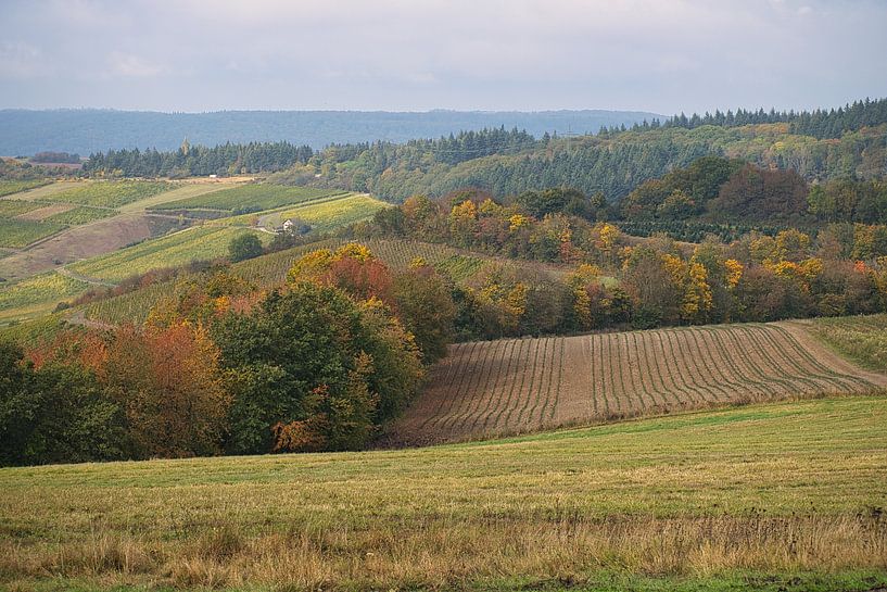 The forests of the Saarland present a special picture in autumn: Meadows and individual trees. by Martin Köbsch