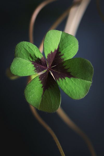 Trèfle à quatre feuilles, symbole du bonheur par Clazien Boot