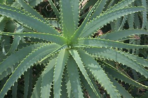 Nahaufnahme von Aloe Vera - Botanische Fotografie aus Singapur