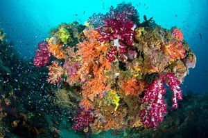 Explosion of colors on the reef.