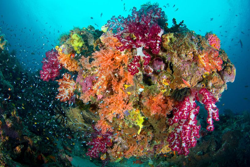Explosion of colors on the reef. by Filip Staes