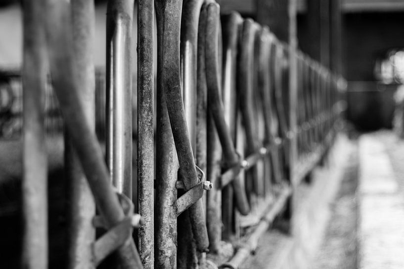 Fence by Frank Bison