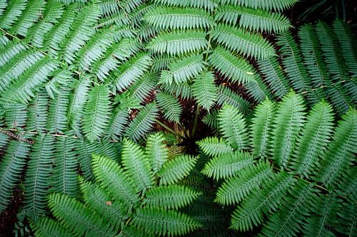 Varens in een krans in natuurpark