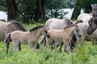 Konik horses foals