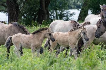 Poulains de chevaux Konik