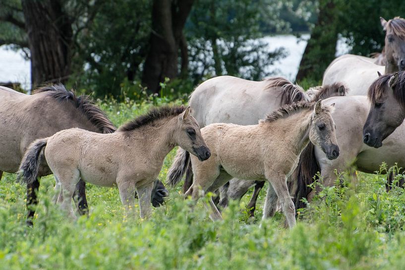 Konik horses foals by Diantha Risiglione