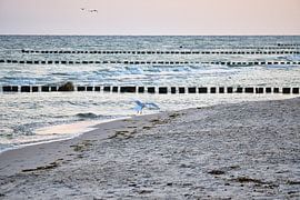 Seagulls on the beach at the Baltic Sea. by Martin Köbsch