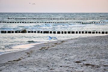 Möwen am Strand an der Ostsee. von Martin Köbsch