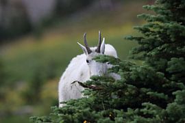 Snow goat (Oreamnos americanus), Glacier National Park, Montana,USA by Frank Fichtmüller