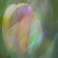 Essensuals VIII- gelaagde tulp als ode aan het leven en de liefde