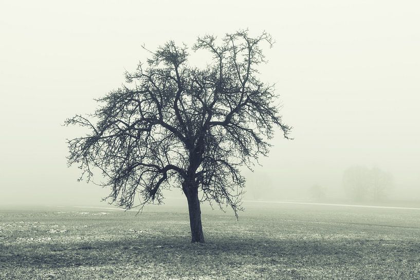 Baum in der Winterlandschaft von Tobias Luxberg