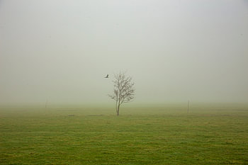 Landschaftsbaum im Nebel