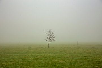 landschap Boompje in de mist van Saskia S