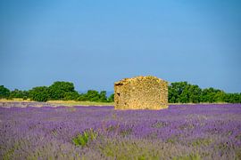 Blühender Lavendel in der Provence an einem Sommertag von Sjoerd van der Wal Fotografie