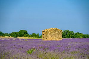 Blühender Lavendel in der Provence an einem Sommertag