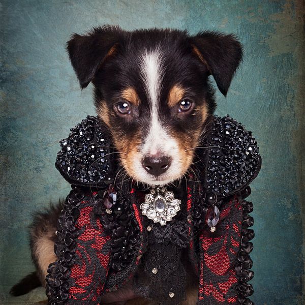 Shelter Pets Project - Loki par Tammy Swarek