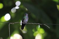 Groene kolibrie. Mindo, Ecuador
