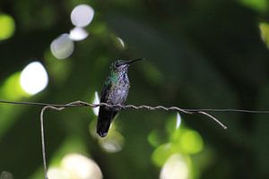 Groene kolibrie. Mindo, Ecuador