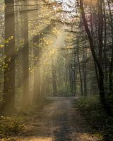 Forest path