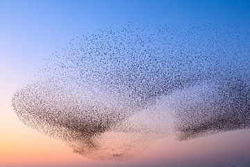 Spreeuwen wolk tijdens zonsondergang aan het eind van de dag van Sjoerd van der Wal Fotografie