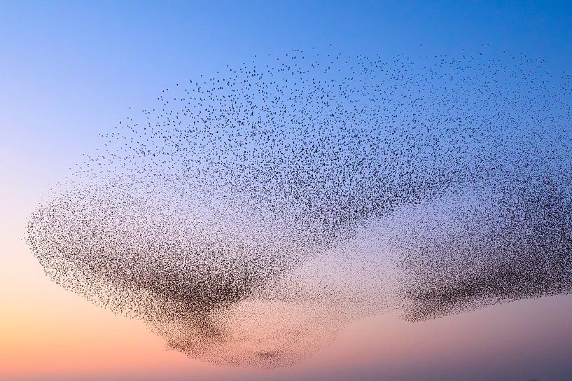 Starling murmuration during sunset at the end of the day by Sjoerd van der Wal Photography