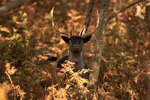 Le cerf noir