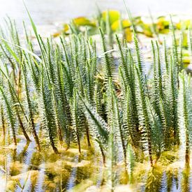 Waterplanten sur Arend Bloemink