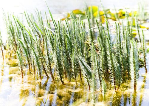 Waterplanten