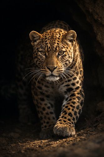The silent hunter – a majestic leopard prowls through the darkness with power and elegance.