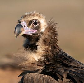 Porträt eines Geiers (Aegypius monachus) von Beschermingswerk voor aan uw muur