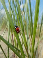 Marienkäfer im Strandgras