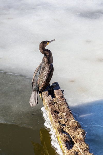 Der Kormoran, Phalacrocorax carbo von Anjo ten Kate