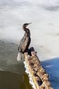 Le cormoran, Phalacrocorax carbo par Anjo ten Kate Aperçu