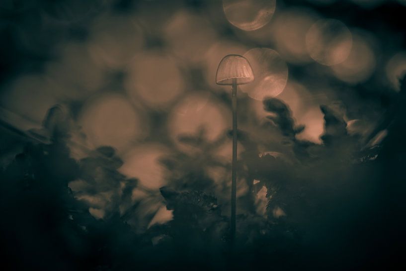 macro en noir et blanc par peterheinspictures