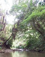 Welcome to the jungle