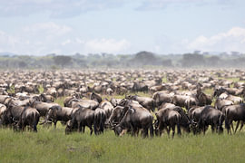 Gnu-'s von Shirley Kroos