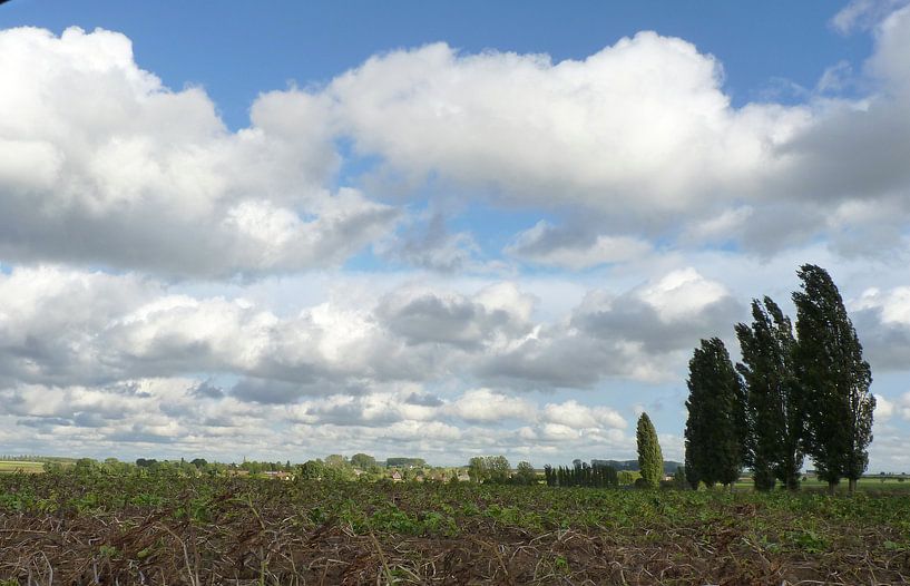 Bomen en wind by MG Capture
