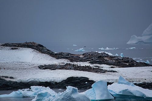 Veel pinguïns op Lautaro eiland