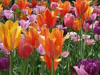 Bloem