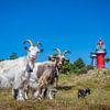 Un troupeau de chèvres près du phare de Vlieland sur Ron van der Stappen