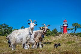 A herd of goats near the lighthouse on Vlieland by Ron van der Stappen