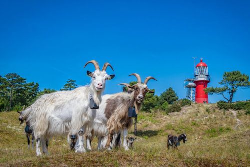 Kudde geiten bij vuurtoren 