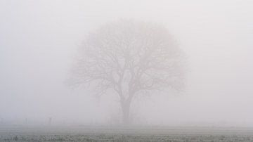 Boom opkomend door de mist. 16x9 verhouding van zeilstrafotografie.nl