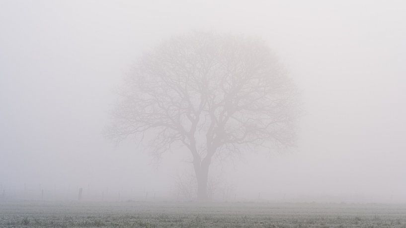 Arbre s'élevant à travers le brouillard. Rapport 16x9 par zeilstrafotografie.nl