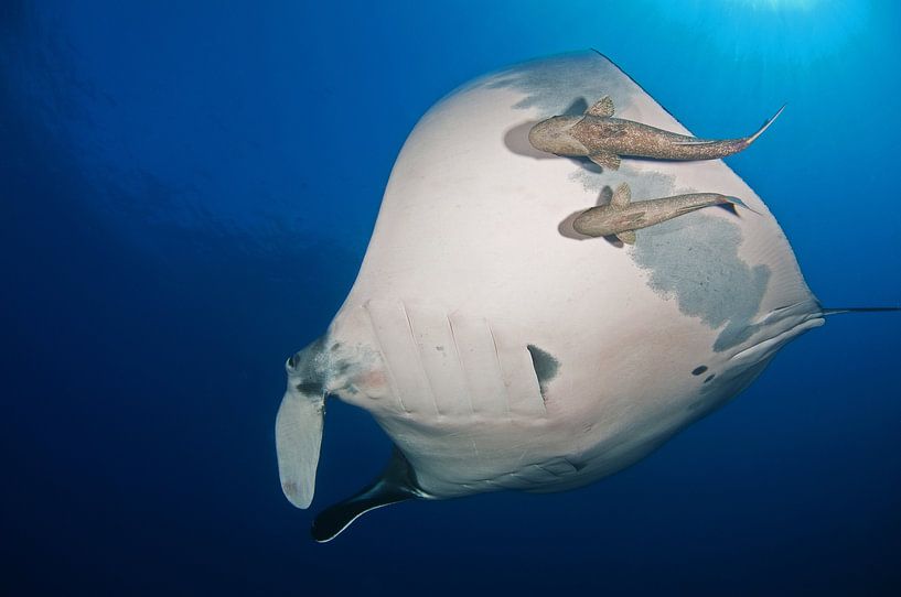 Mantarochen und Remoras von Ilan Ben Tov